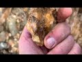 Quartz vein what to take home for gold recovery and testing