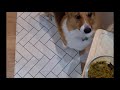 Yoshi the Welsh CorgiBreakfast routine