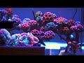 Largest HIGH-END Coral Collection in a Private Reef Aquarium 🤑