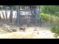 Feeding the wild dogs