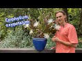 How to Grow Epiphyllum Orchid Cactus, Tips & Tutorial to Increase Flowering