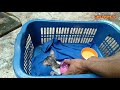 Anak Kucing Kecil Dibuang Di Jalan Kelaparan Menangis Saat Dapat Makanan Endingnya Minta Di Adopsi.!