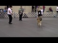 National Obedience Championship 2016 Day 2 Part 1/2