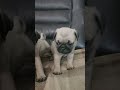 Pug Puppy Siblings