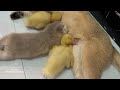 So funny and cute😂, the kitten made the duckling evolve into a mammal! The mother cat was surprised