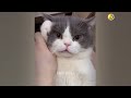 Funny Dogs And Cats Videos 2023 🤤 - Best Funniest Animal Videos Of The Month #21