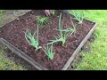 #Summer Vegetable Garden