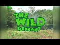 Somersaulting elephant saved from a canal