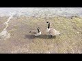 Really Annoyed Goose