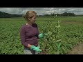 Modern Marvels: The Incredible Potato (S15, E4) | Full Episode