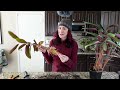 Dividing Houseplants: Two Methods for Propagating Via Division