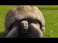 CBBC's 'The Zoo' official trailer