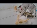 🤣 Best Cats and Dogs Videos 🐱😆 Funny Animal Moments 🙀😻
