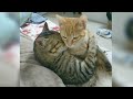 Funny ANIMALS videos😊Funniest CATS😺 and DOGS🐶 2024