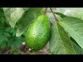 The Magic of Grafting Trees with Bananas