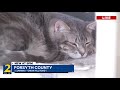 Man says he shot cats with a crossbow around Roswell because his wife is allergic