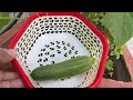 How to prune Cucumber plant | Cucumber Harvest from Kitchen Garden |How to care cucumber plants?