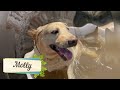 Was macht ein Labrador am liebsten? - Cesar und Molly