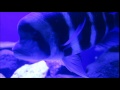 Best Aquarium in Tokyo,Japan (Sunshine Aquarium) (Toshima)