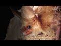 This Bat Eats Scorpions And Lizards, And Just Got A Place In California History | Insider News