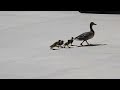 Mallard duck with five ducklings stopped the traffic in Beaumont