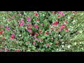 July Garden and flowering crape myrtle