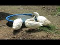 Ducky Foraging