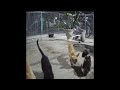 🤣😅 Best Cats and Dogs Videos 😂😘 Best Funny Animal Videos 2024 #15