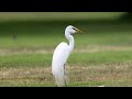 Great Egret catching and eating two gophers