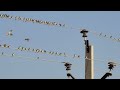 4K | Murmuration of Sparrows in Desert National Park | Jaisalmer | Rajasthan | Thar Desert