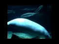 Manatee at the Cincinnati Zoo