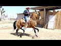 Caballo Bailador El Deseado Zacatecas