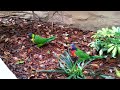 Rainbow Lorikeets Shagging(2)