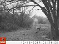 OJK-Ranch's BobCat