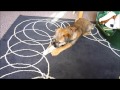 16 week old border terrier puppy being bossy
