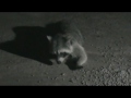 Raccoon with bad foot laying down to eat 08/27/2010