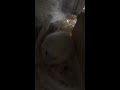 Hamster eating a cicada