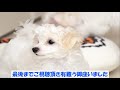 100円均一のダイソー商品でDIY。 犬の小屋をグレードアップしてみた。（トイプードル＆マルチーズのミックス犬2匹）