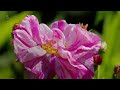 Summer Gardening - Carol Klein - Roses