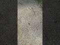 Some Bugs on the Street