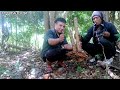 Berburu Bonsai Sisir Jumbo di Hutan Banumbung @kepbonsaiselayar1078