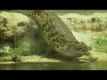 Nile: An African Odyssey | Wildest Africa | 4K |