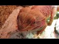 My bearded dragon eats a Blaptica Dubia