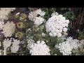 Queen Anne's Lace for Long Lasting Cut Flowers