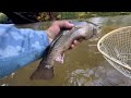 Creek Fishing For Trout -  8 / 10 / 2024