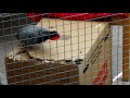 African grey speaking Danish