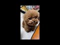 Cute Baby Animals Videos Compilation | Funny and Cute Moment of the Animals #31 - Cutest Animals