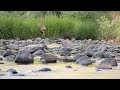 Doe nibbling on branches and crossing a rocky stream