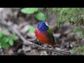 Painted Bunting