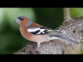 Nature Sounds | Chaffinch Singing In The Forest